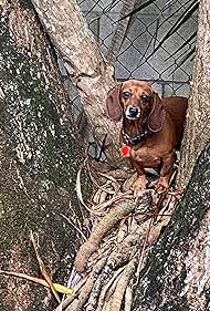 Big Dogs Little Dogs (1998)