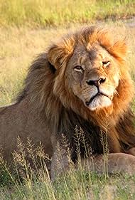 Cecil (2025)