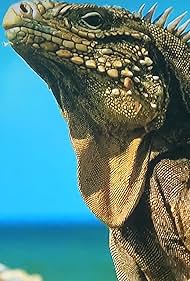 Cubas Wild Revolution (2020)