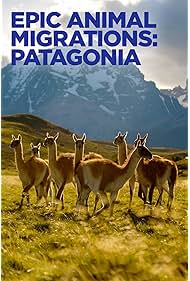 Epic Animal Migrations Patagonia (2023)